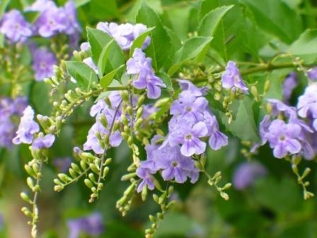 Blue Sky Flower, Golden Dewdrop, Pigeon Berry, Duranta,Duranta erecta, copyright � almostedenplants.com
